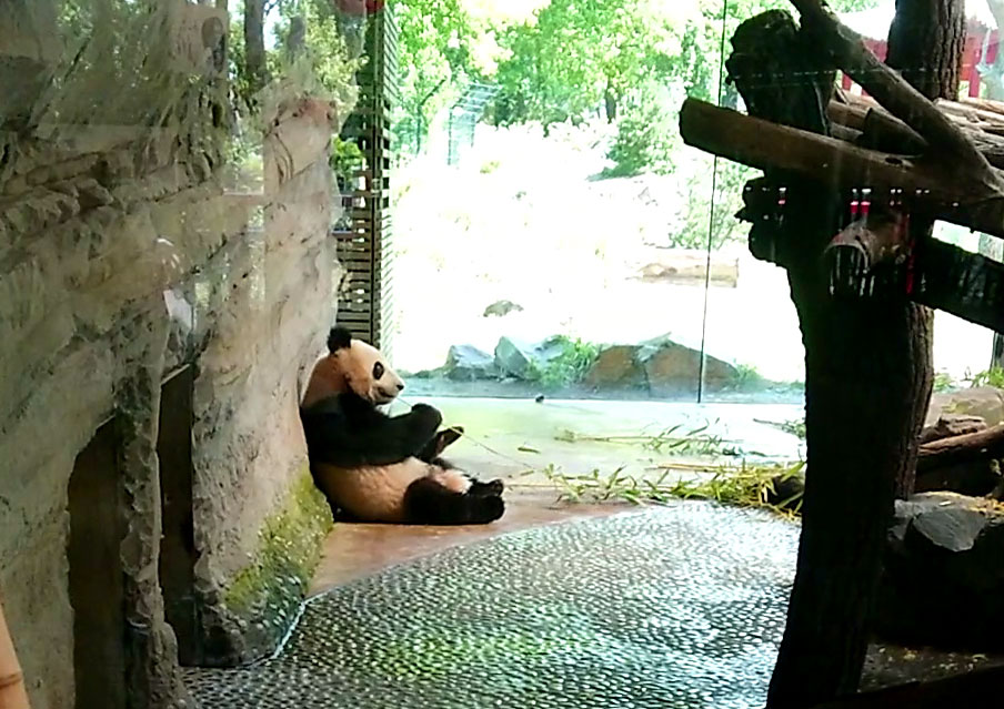 ベルリン動物園のパンダの写真