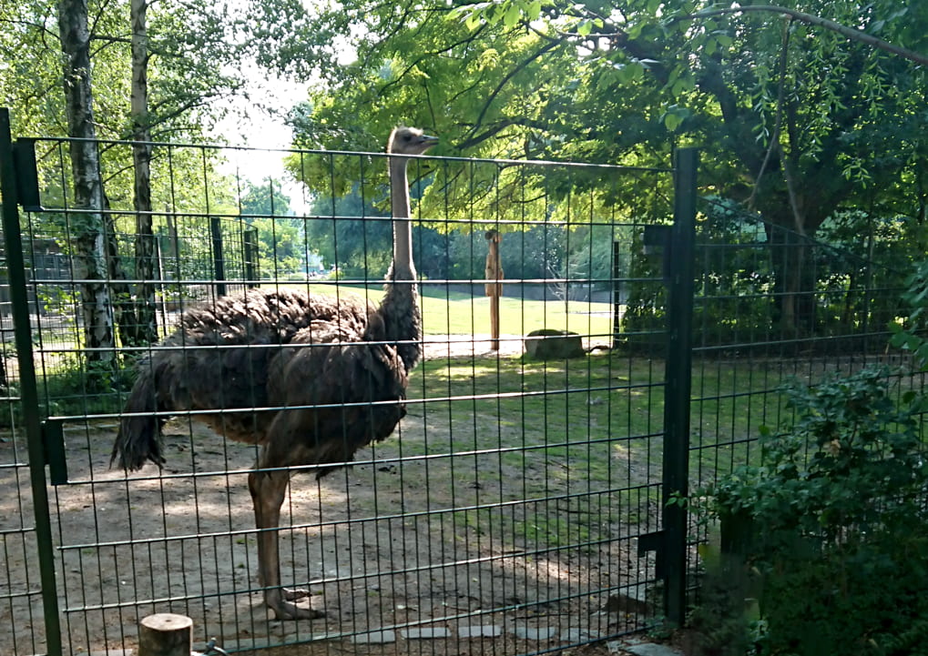 ベルリン動物園ダチョウのの写真